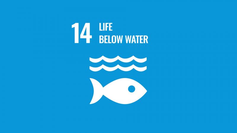 Life below Water – Conserve & sustainably use oceans, seas & marine resources image