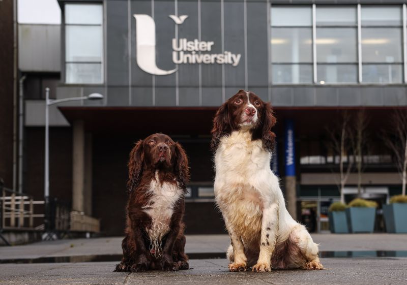 Northern Ireland to begin training veterinary nurses at degree level as course gets underway at Ulster University in Coleraine image